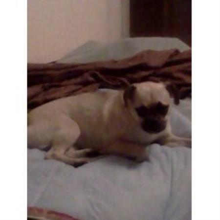 pug breeders maryland pug breeders in maryland freedoglistings pug breeders maryland pug breeders in maryland freedoglistings