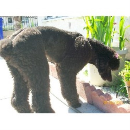 Poodle Standard Breeder in San Diego, California