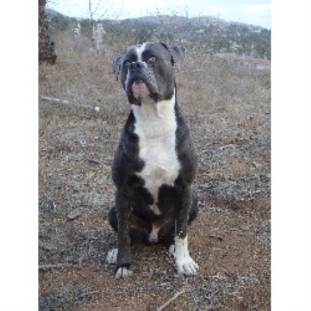 American Bulldog Breeder in Oceanside, California