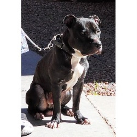 American Pit Bull Terrier Breeder in Las Vegas, Nevada
