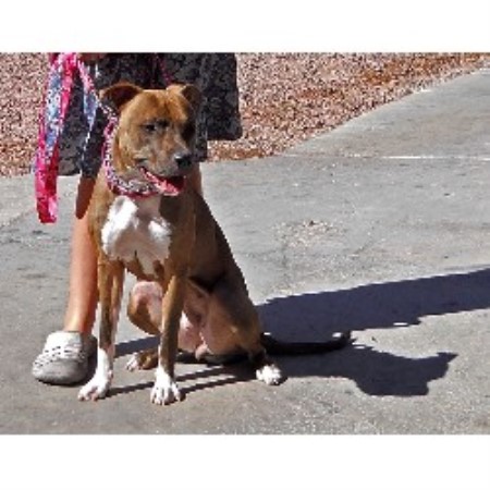 pitbull puppies for sale las vegas working s american pit bull terrier breeder in las vegas nevada listing id pitbull puppies for sale las vegas working s american pit bull terrier breeder in las vegas nevada listing id
