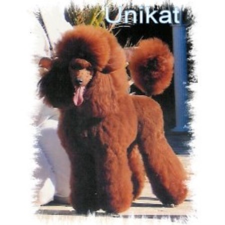 Poodle Standard Breeder in Big Fork, Montana