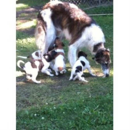 Borzoi Breeder in Big Fork, Montana