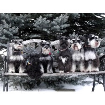 Miniature Schnauzer Breeder in Montpelier, Indiana