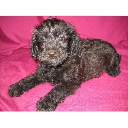 Schnoodle Breeder in Apsley, Ontario