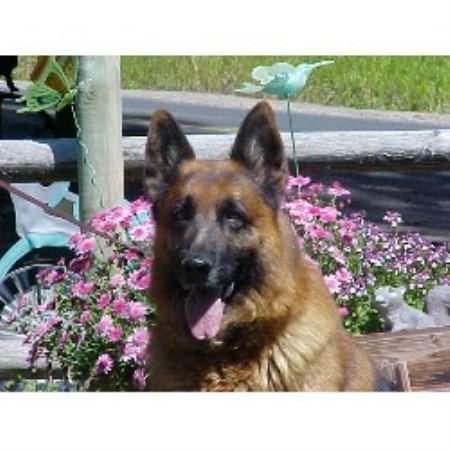 German Shepherd Dog Breeder in Valley, Washington