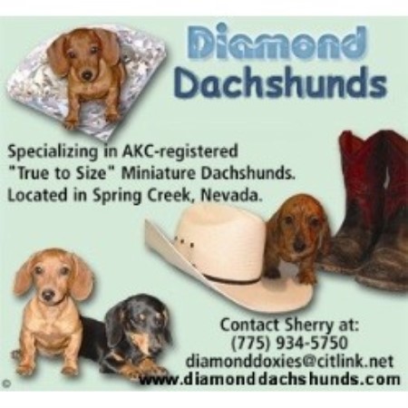 Dachshund Breeder in Spring Creek, Nevada