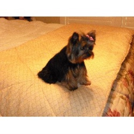 Yorkipoo Breeder in Missoula, Montana