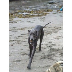 Great Dane Stud in Oregon