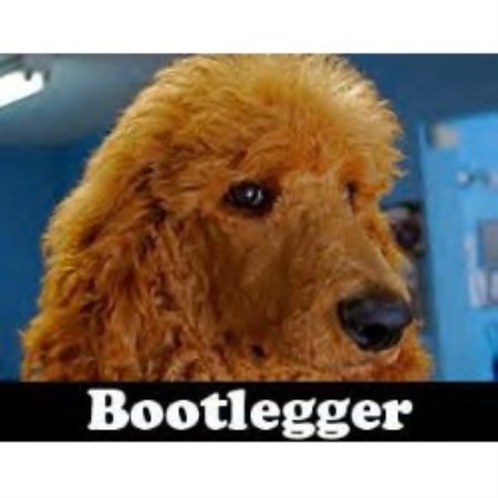 Poodle Standard Breeder in Loma, Colorado