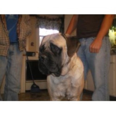 Mastiff Breeder in Corbin, Kentucky
