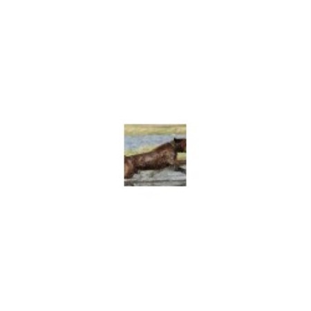 Chesapeake Bay Retriever Breeder in Wye Mills, Maryland