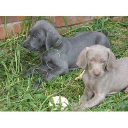 weimaraner puppies for sale in tn weimaraner breeders in tennessee freedoglistings weimaraner puppies for sale in tn weimaraner breeders in tennessee freedoglistings
