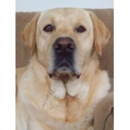 Labrador Retriever Breeder in Caliente, California