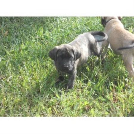 Mastiff Breeder in Flora, Illinois
