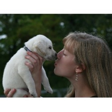 Labrador Retriever Breeder in Swanville, Minnesota