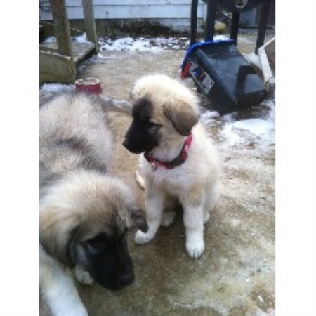 puppies for sale in evansville indiana southern indiana sarplaninac sarplaninac breeder in evansville indiana listing id puppies for sale in evansville indiana southern indiana sarplaninac sarplaninac breeder in evansville indiana listing id