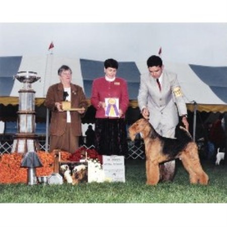 Airedale Terrier Breeder in Apex, North Carolina