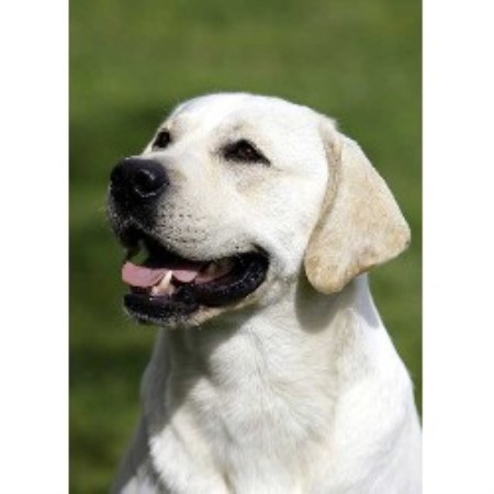 Labrador Retriever Breeder in Georgetown, Kentucky