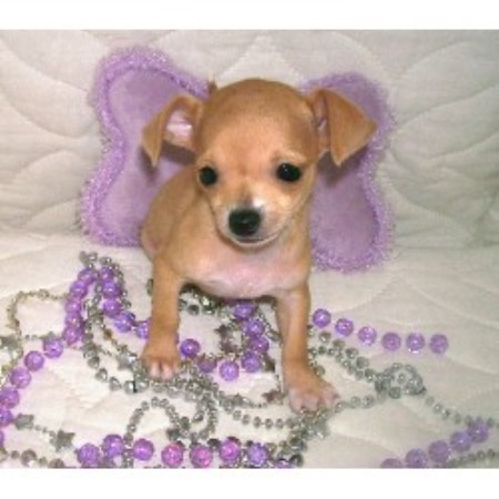 free puppies in iowa chihuahua breeders in iowa freedoglistings free puppies in iowa chihuahua breeders in iowa freedoglistings