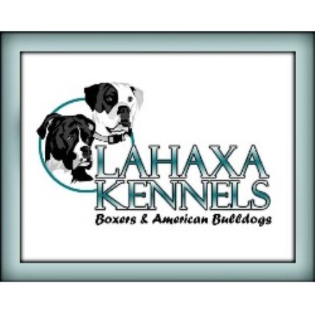 American Bulldog Breeder in New Gloucester, Maine