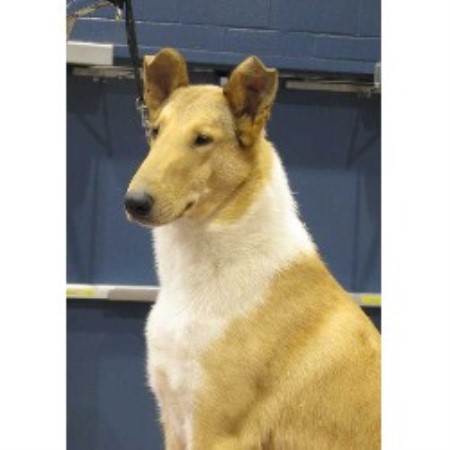 Collie Breeder in Truro, Nova Scotia