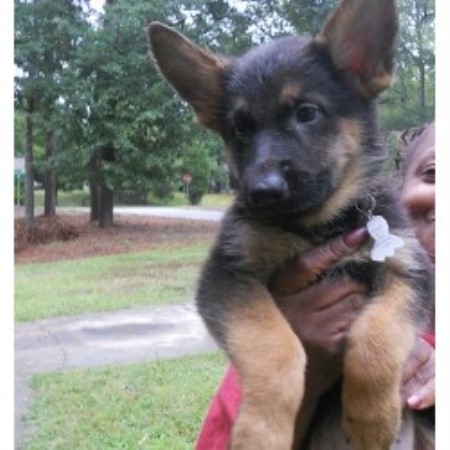 german shepherd puppies atlanta laquana german shepherd breeder in atlanta listing id 19192 german shepherd puppies atlanta laquana german shepherd breeder in atlanta listing id 19192
