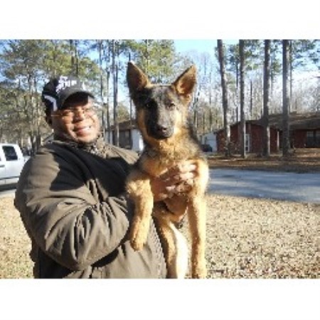 German Shepherd Dog Breeder in Atlanta, Georgia