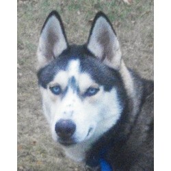 Siberian Husky Breeder in Kenosha, Wisconsin
