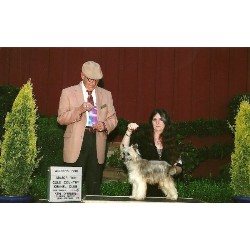 Chinese Crested Breeder in Merced, California