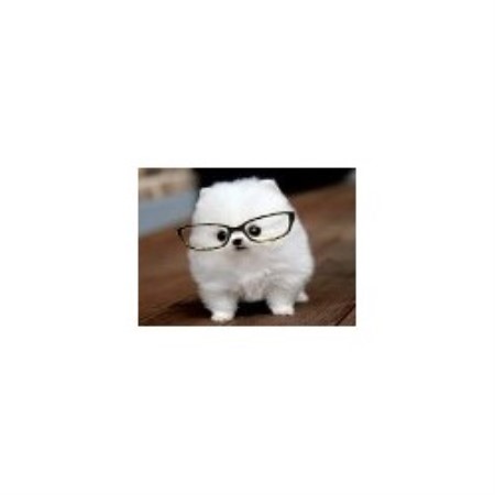 Pomeranian Breeder in Freeport, Michigan