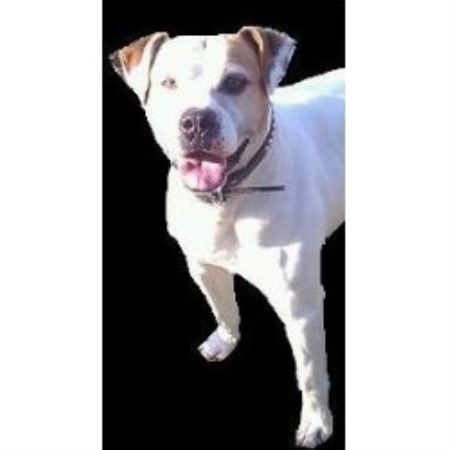 bull terrier puppies for sale in nc southern saints kennels american pit bull terrier breeder in asheville bull terrier puppies for sale in nc southern saints kennels american pit bull terrier breeder in asheville