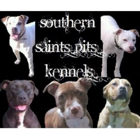 American Pit Bull Terrier Breeder in Asheville, North Carolina
