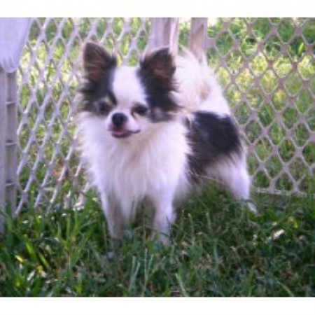 Glory Chihuahuas, Chihuahua Breeder Glory Chihuahuas, Chihuahua Breeder
