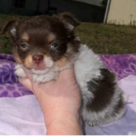 Chihuahua Breeder in Ft. Worth, Texas