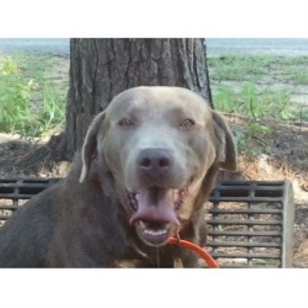 Labrador Retriever Breeder in Buckatunna, Mississippi