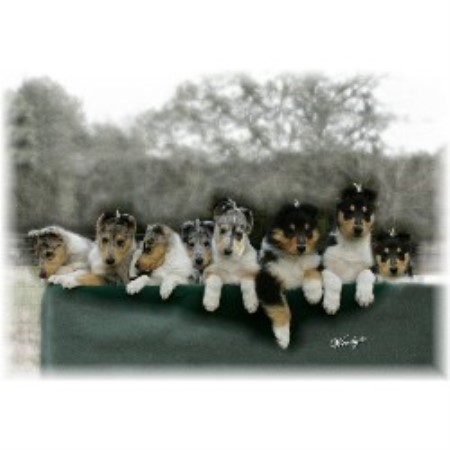 Collie Breeder in Brooksville, Florida