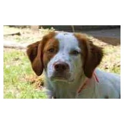 Brittany Breeder in Grapevine, Texas