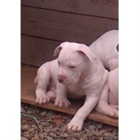 English Bulldog Breeder in Sevierville, Tennessee