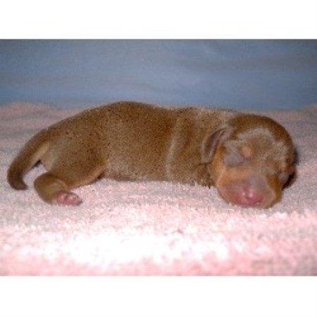 dachshund puppies for sale in ms dapple dachshund puppies for sale in mississippi breeds picture dachshund puppies for sale in ms dapple dachshund puppies for sale in mississippi breeds picture