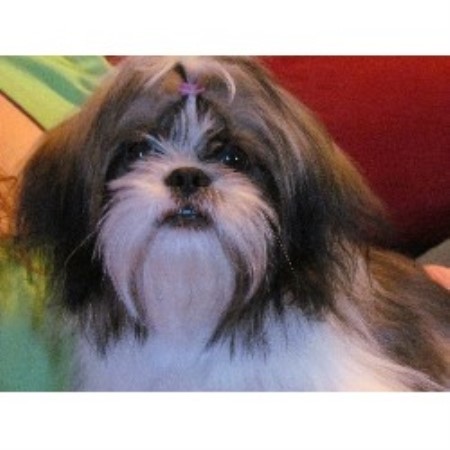 shih tzu breeders tn teddy puppies rescue wisconsin breeds picture shih tzu breeders tn teddy puppies rescue wisconsin breeds picture