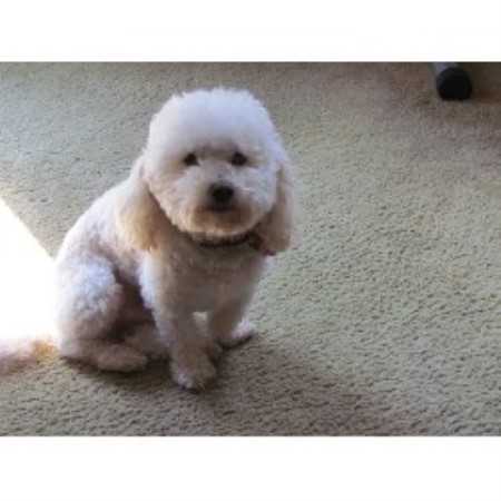 Teddy Bear Dog Rescue Wisconsin Teddy Bear Dog Rescue Wisconsin