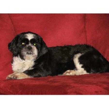 shih tzu breeders tn shih tzu breeders in nevada freedoglistings breeds picture shih tzu breeders tn shih tzu breeders in nevada freedoglistings breeds picture