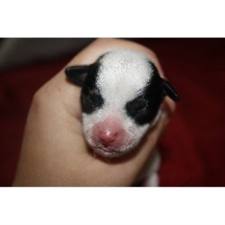 Chihuahua Breeder in Aynor, South Carolina