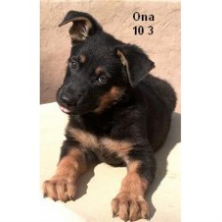 German Shepherd Dog Breeder in Wittmann, Arizona