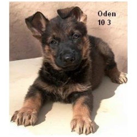 German Shepherd Dog Breeder in Wittmann, Arizona