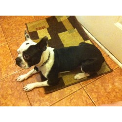 Boston Terrier Breeder in Houston, Texas