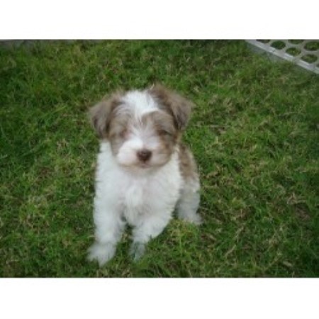 Miniature Schnauzer Breeder in Buckeye, Arizona