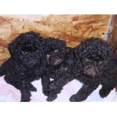 Poodle Miniature Breeder in Lone Butte, British Columbia