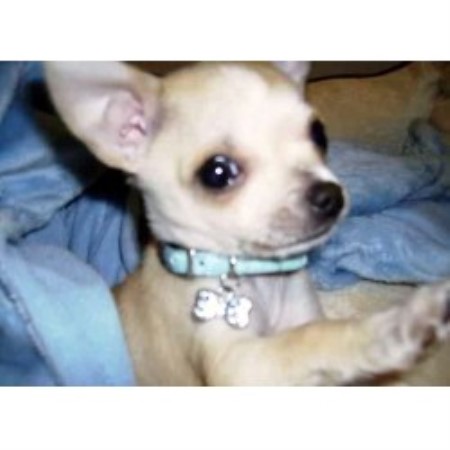 Chihuahua Breeder in Ramona, Oklahoma